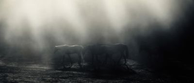 A HAJNALI KIVONULÁS